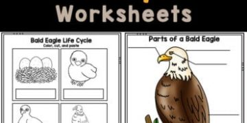 Learn about the life cycle of a bald eagle with the free worksheets! Use this eagle life cycle activity to learn about animal life cycles, discover the patriotic bald eagle that represents the USA, or explore your child